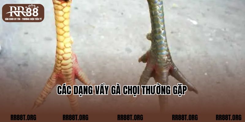 Các dạng vẩy gà chọi thường gặp  