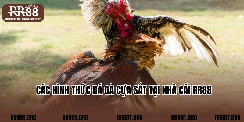 Các hình thức đá gà cựa sắt tại nhà cái RR88