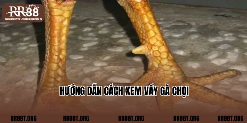 Hướng dẫn cách xem vẩy gà chọi 