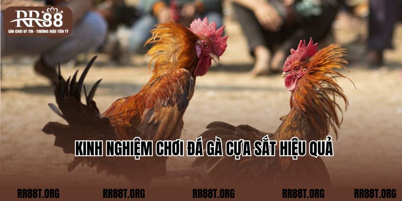 Kinh nghiệm chơi đá gà cựa sắt hiệu quả