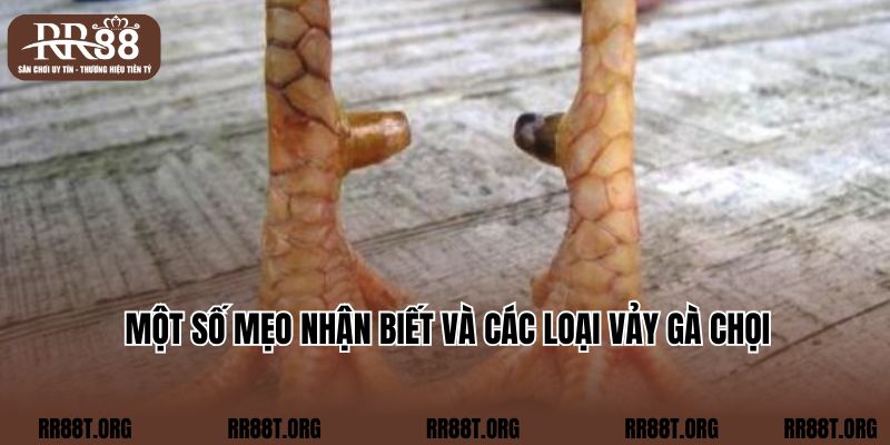 Một số mẹo nhận biết và các loại vảy gà chọi 