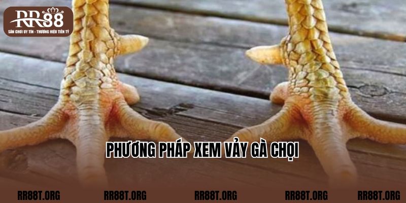 Phương pháp xem vảy gà chọi  