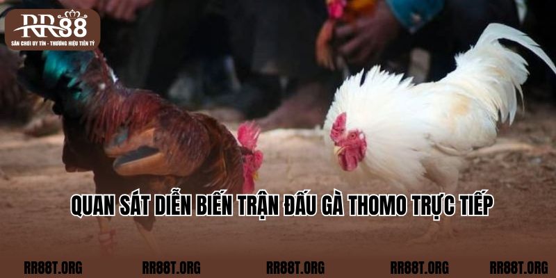 Quan sát diễn biến trận đấu gà Thomo trực tiếp