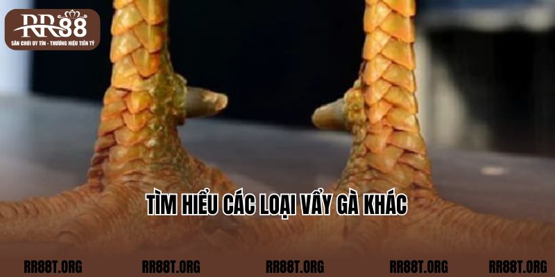 Tìm hiểu các loại vẩy gà khác  