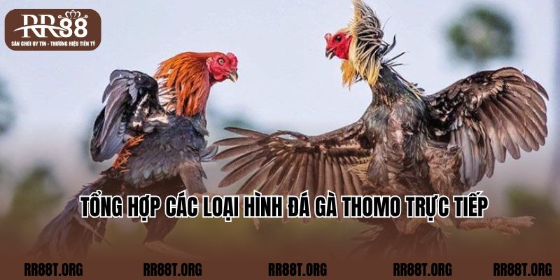 Tổng hợp các loại hình đá gà Thomo trực tiếp