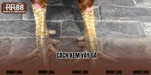 Cách Xem Vẩy Gà - Kỹ Năng Chơi Đá Gà Bất Bại Tại RR88