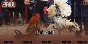 Đá Gà Thomo Tại Nhà Cái RR88 - Chinh Phục Cơ Hội Thắng Lớn